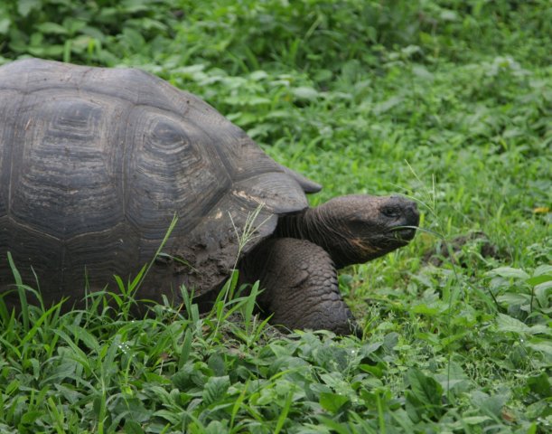 2015 ecuador galapagos